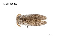 藏品(尖翅蛾科)的圖片